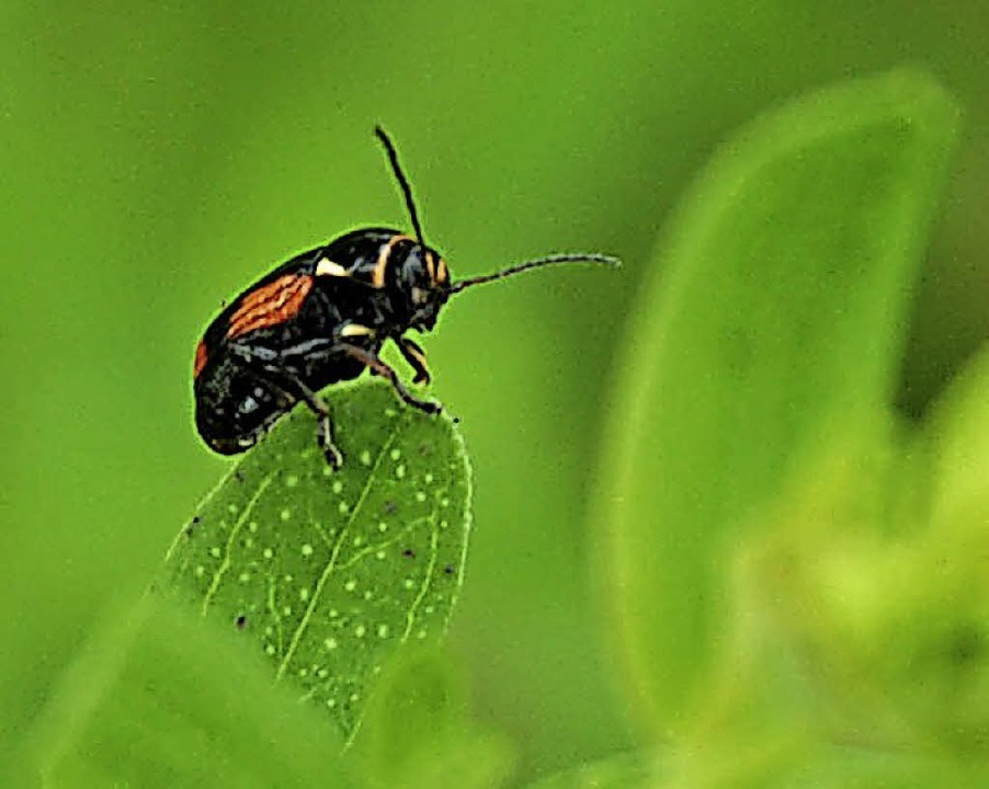 Einer von vielen kleinen Käfern  | Foto: Hannah Fedricks Zelaya