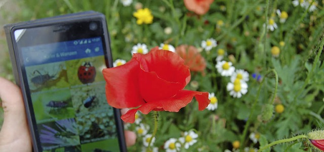 Die App Insektenwelt soll beim Zhlen und Bestimmen der  Tiere helfen.   | Foto: Hannah Fedricks Zelaya