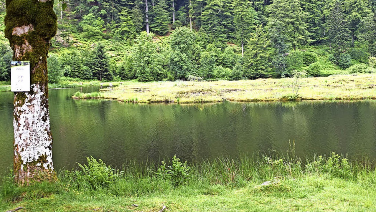 Blick vom Sdostufer aus auf die Torfi...det sich eine einzigartige Vegetation.  | Foto: Stefan Ammann