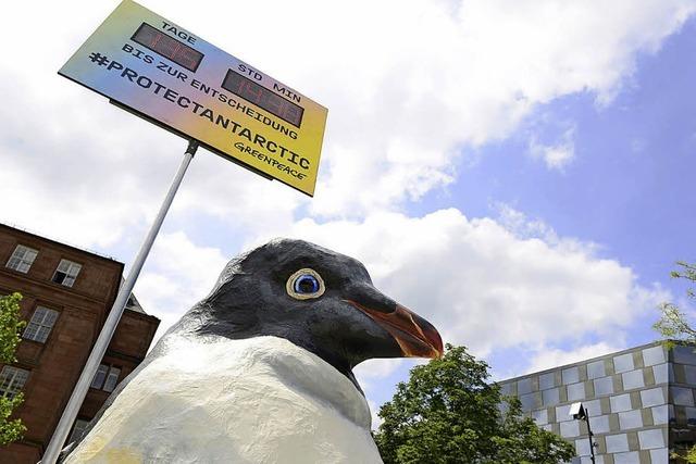 Pinguin gegen Ölförderung