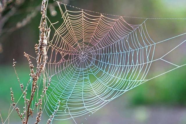 Warum viele sich vor Spinnen ekeln – und was man dagegen tun kann