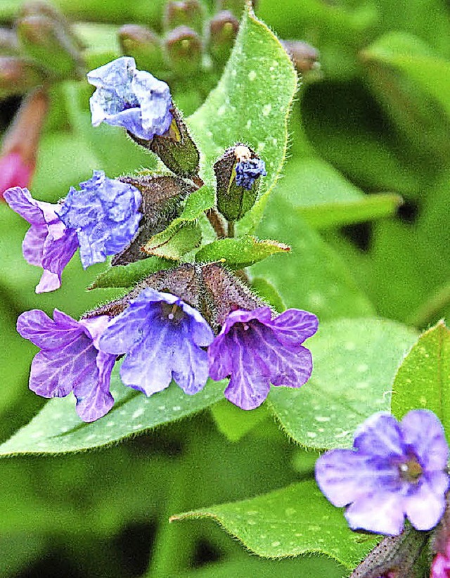 Eine Heilpflanze: Lungenkraut  | Foto: Botanischer Garten Freiburg