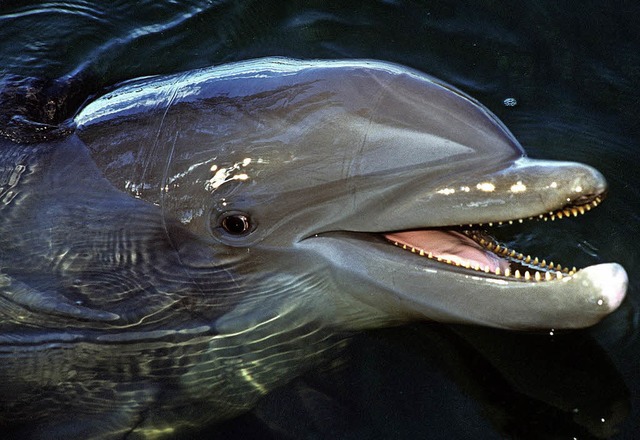 Mnnliche Delfine haben Namen fr ihre Freunde.   | Foto: dpa
