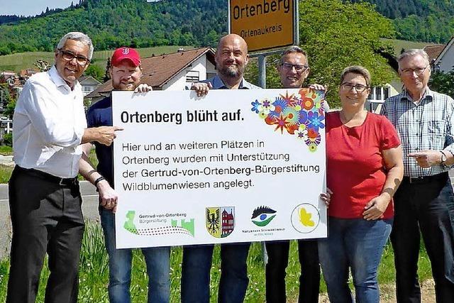 Wildblumen gegen das Insektensterben