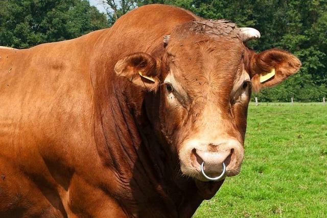 Von Bulle attackierter Landwirt in Titisee-Neustadt auer Lebensgefahr