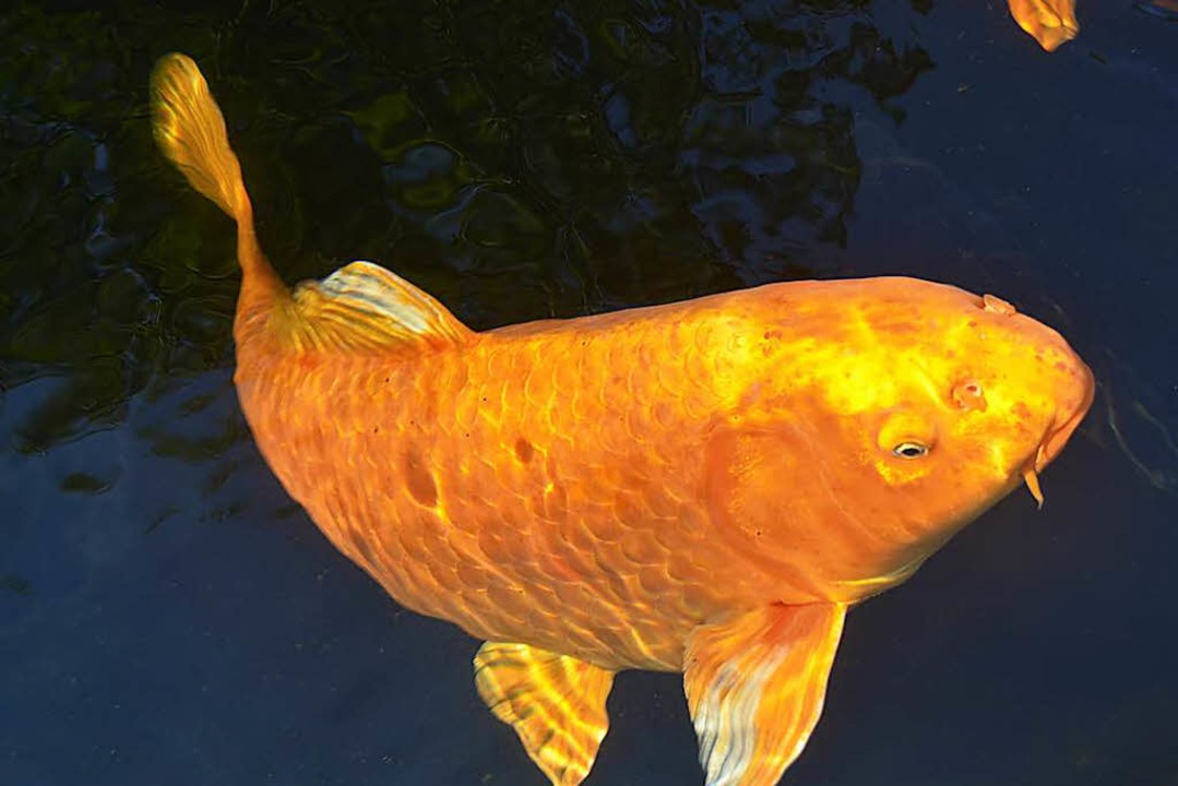 Wertvolle KoiKarpfen und großer Goldfisch aus Teich geklaut Bad