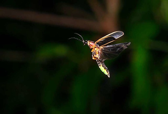 Glhwrmchen (Symbolfoto)  | Foto: Ivan Kuzmin (Fotolia.de)