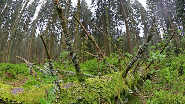 Abgestorbene Bume im Wald zu belassen,  wertet ihn kologisch auf.   | Foto: DPA/Patrick Seeger
