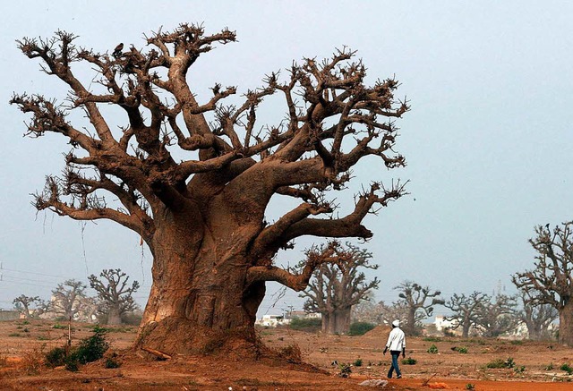 Baobabs gedeihen  auch in unwirtlichen...nde Drren werden fr ihn zum Problem.  | Foto: dpa