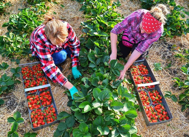 Wenn das Klima zwischen Landwirt und E...n beispielsweise fr die Erdbeerernte.  | Foto: dpa