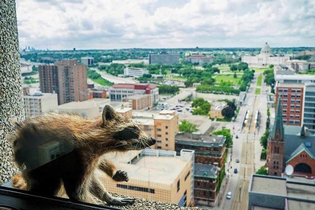 Waschbärin klettert 23 Stockwerke auf Büroturm in Minnesota