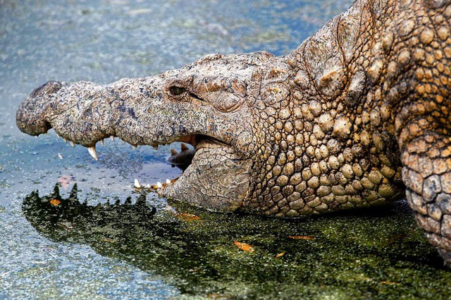 Sah nur aus wie ein echtes Krokodil (B...ein Stofftier: der Schreck von Nagold.  | Foto: dpa