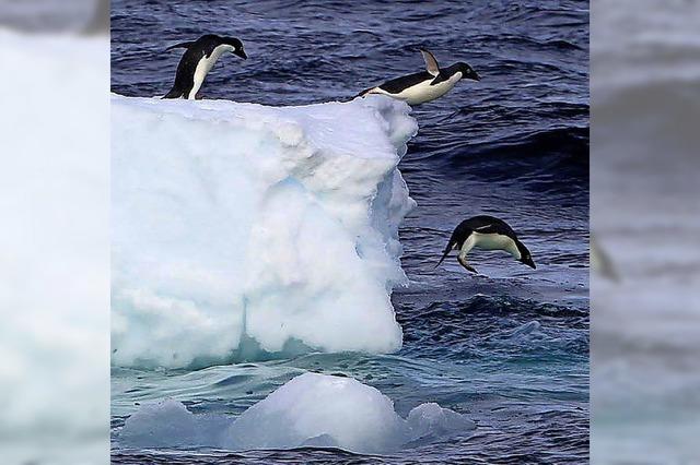 Der Antarktis geht das Eis aus