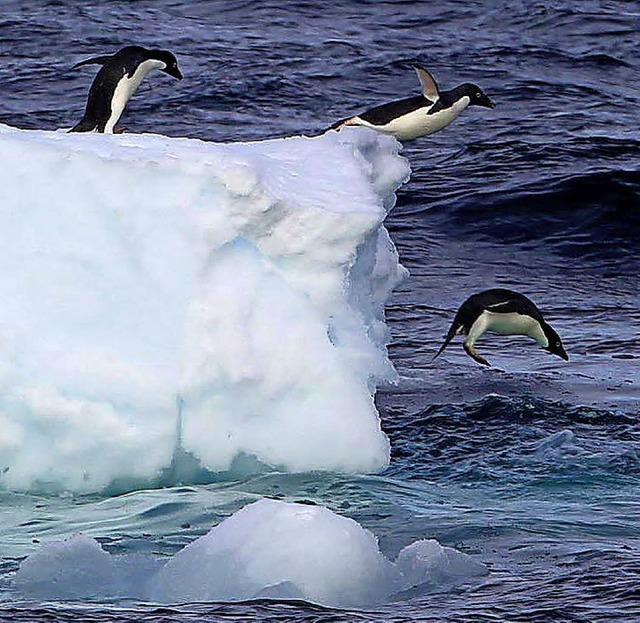 Adelie-Pinguine springen von einerEisscholle in der Antarktis.  | Foto: dpa