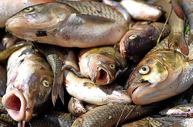 Viele Fische sind bundesweit bereits gestorben.   | Foto: dpa
