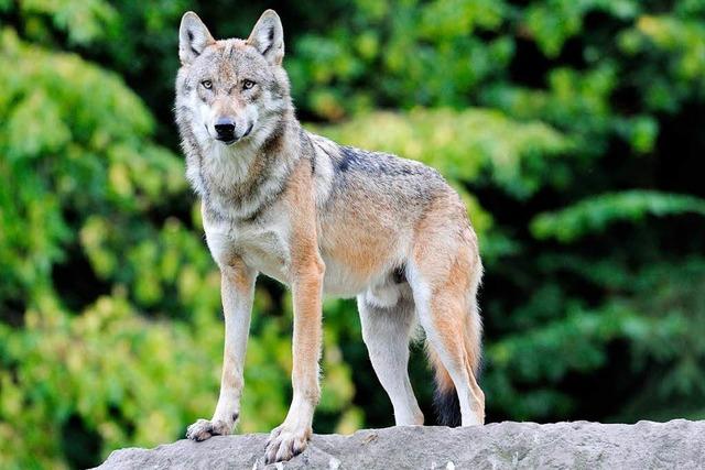 Wolf im Nordschwarzwald gesichtet – aber noch nicht identifiziert