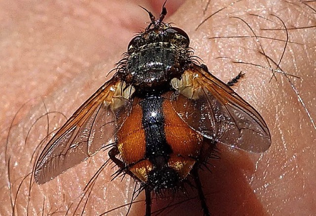 Raupenfliege, die den Schwei auf der menschlichen Haut geniet.  | Foto: Andreas Mahler