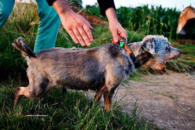 Feuerwehr befreit Hund aus Rohr – mit einem Minibagger