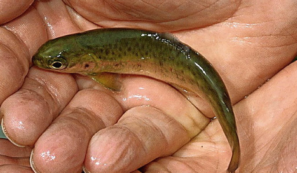 Lachs hat noch keine Chance Elzach Badische Zeitung