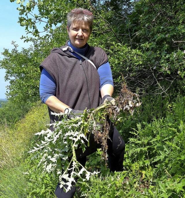 Mit Kraft rckt  Ulrike Friedrich der Kugeldistel zu Leibe.  | Foto:  usk