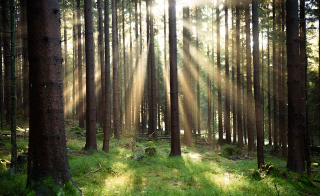 Mythos deutscher Wald: Eine vllige Pr...er des Forstamts im Landkreis Lrrach.  | Foto: fotos: DPA/Privat