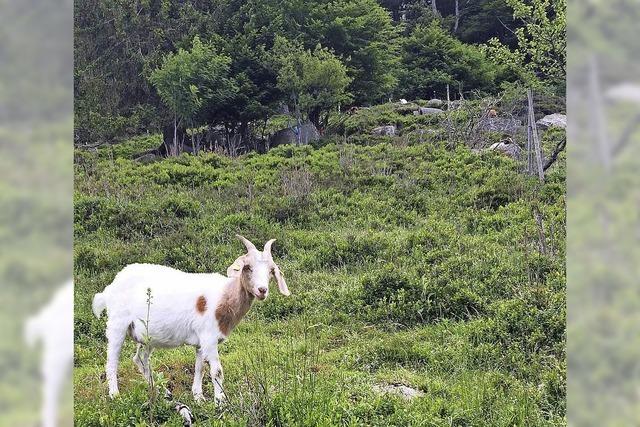 Ute Rittell in St. Blasien, Ortsteil Menzenschwand