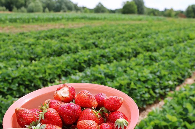 Ein Feld voller Erdbeeren &#8211; viel...chssel der Selbst-Pflcker gewandert.  | Foto: Katharina Bartsch