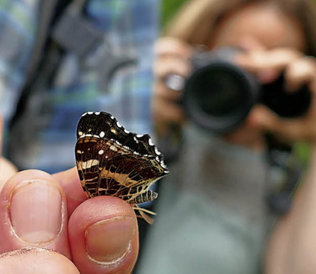 Die nhere Betrachtung zeigt, dass es ...chen&#8220; handelt, einen Edelfalter.  | Foto: Andreas R. Braun