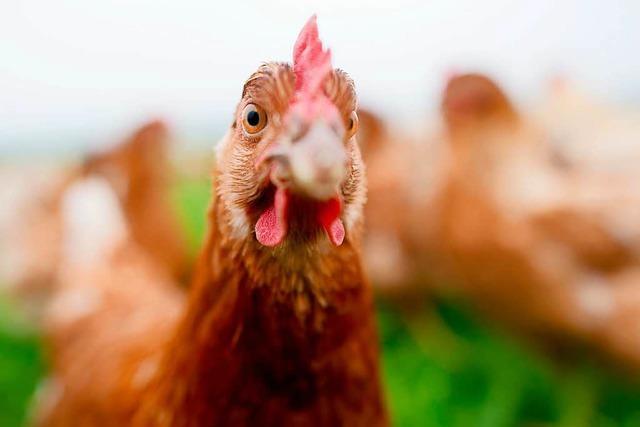 Landwirt verärgert: Hühnermobil braucht Baugenehmigung
