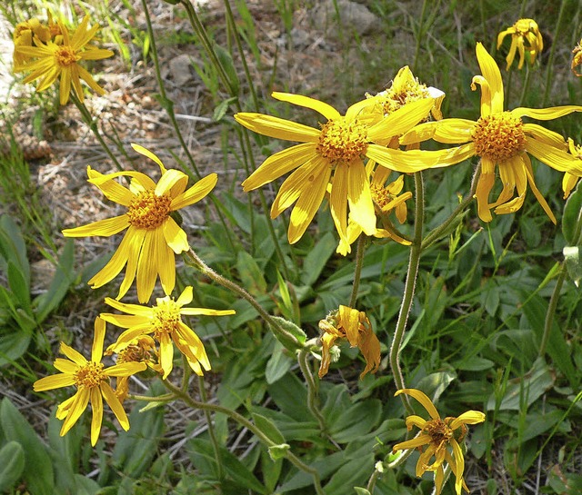 Mit dem Erhalt ihrer Lebensrume solle...n wie Arnica Montana geschtzt werden.  | Foto: Dorothe Kuhlmann