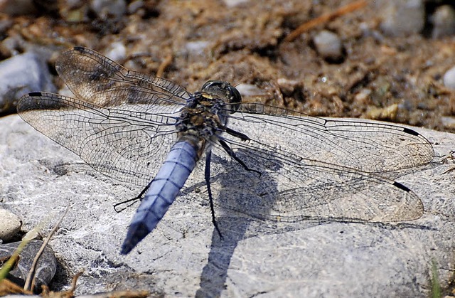 Die Kiesgrube: ein wichtiger Lebensraum, auch fr Libellen  | Foto: Truz