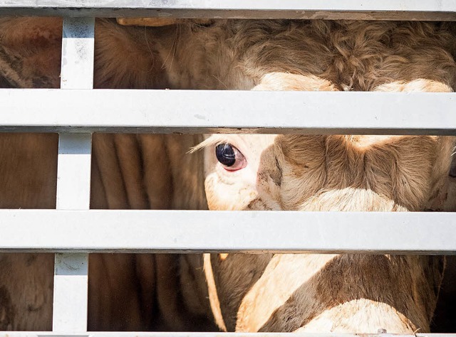 Eine etwas verstrte Kuh betrachtet den Aufmarsch der Aktivisten.  | Foto: Fotos: Miro Lange