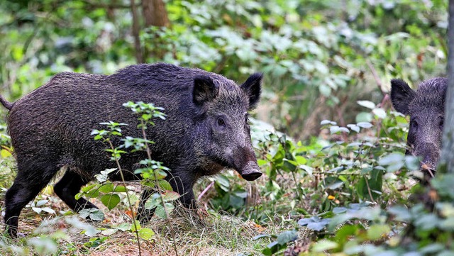 Auf Tiere wie sie zielt Pauline de Bok: Wildschweine im Wald   | Foto: dpa