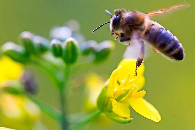 Die Ansiedlung von Bienen hat die Stadtverwaltung bereits umgesetzt  | Foto: dpa