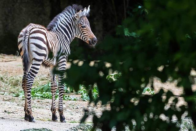 Kleines Zebra sorgt fr im Zoo Basel fr Trubel