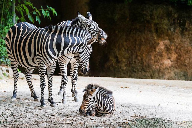 Zebrafohlen Panja brachte Trubel in die  Afrikaanlage des Basler Zoos.  | Foto: Zoo Basel (Torben Weber)