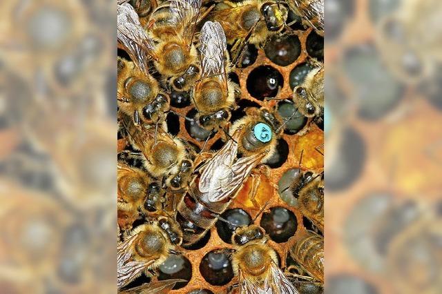 Unbekannte stehlen acht Kisten mit Bienenköniginnen in Lahr