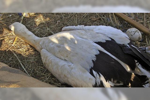 Fliegt Fridolin fr die Wissenschaft?