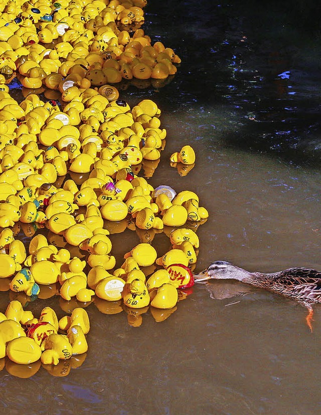 Begegnung zwischen Enten aus Plastik und aus Fleisch und Blut.  | Foto: Sandra Decoux-Kone