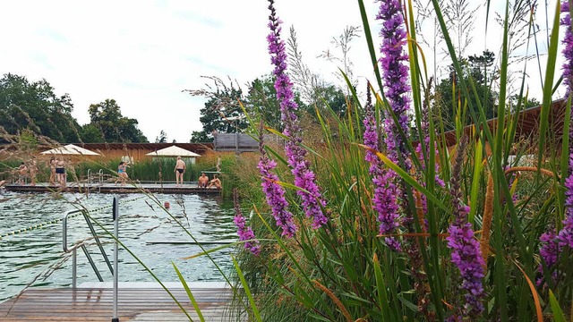 Das Naturbad in Riehen ist bei Badegsten sehr beliebt.  | Foto: Sophia Hesser