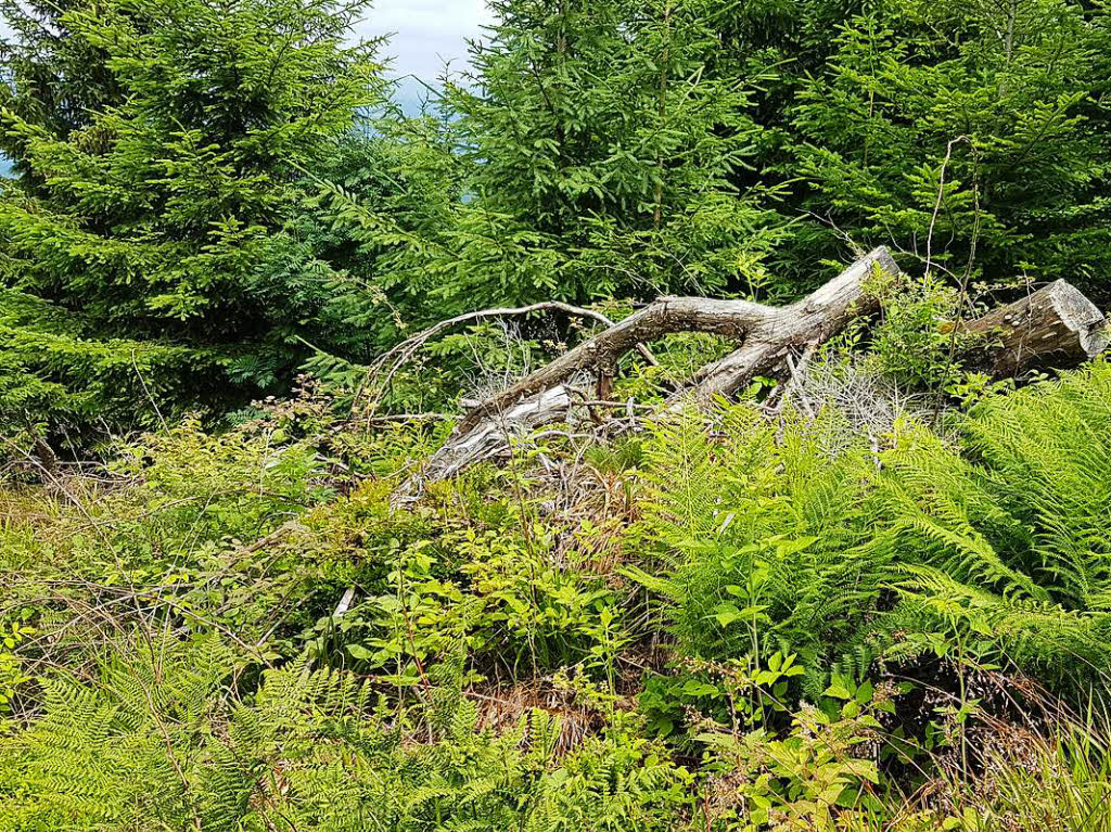 Rund 20 Wanderer waren mit der BZ und dem Schwarzwaldverein in der Ortenau unterwegs und haben dabei fantastische Ausblicke genossen.