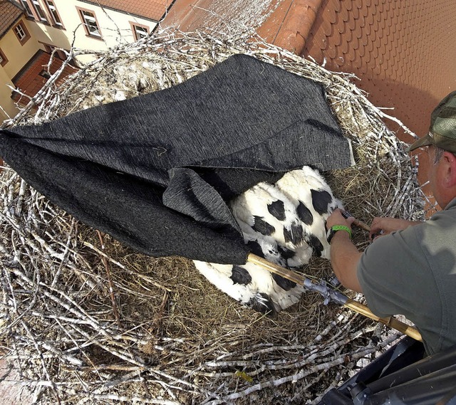 Die Seelbacher Jungstrche werden beringt.   | Foto: Privat