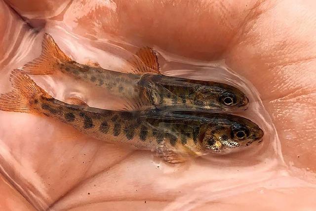 Angler setzen 12.600 Babylachse im Fluss Wiese aus