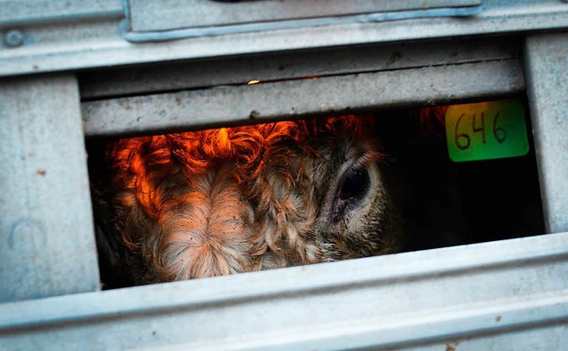 Eingepfercht &#8211; viele Viehzchter...ten ausreichend Sicherheit fr  Tiere.  | Foto: Jo-Anne McArthur
