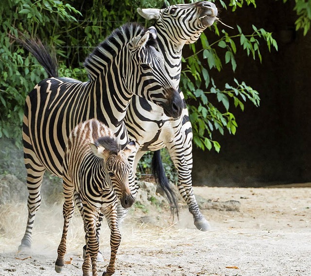 Streifen wie die Groen: Steppenzebrafohlen Panja   | Foto:  Zoo Basel