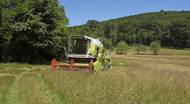 Im Bleichtal finden sich wertvolle Wiesen, die professionell gemht werden.  | Foto:  hab