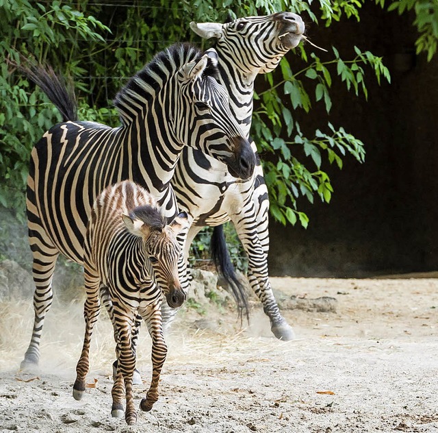 Streifen wie die Groen: Steppenzebrafohlen Panja   | Foto:  Zoo Basel