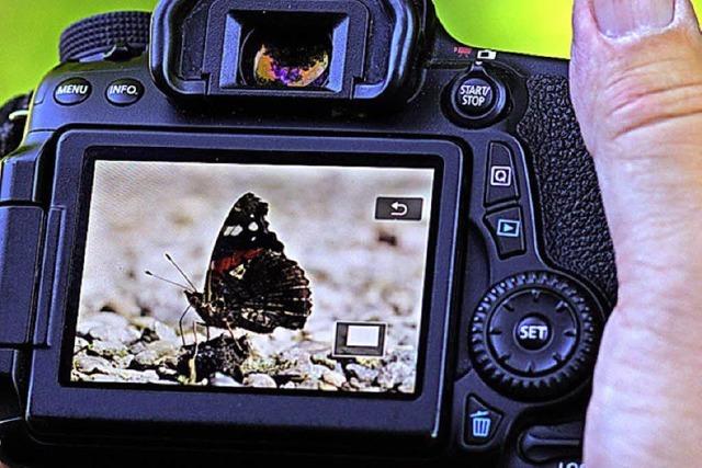 Emmendinger fotografiert Tagfalter in der Teninger Allmend