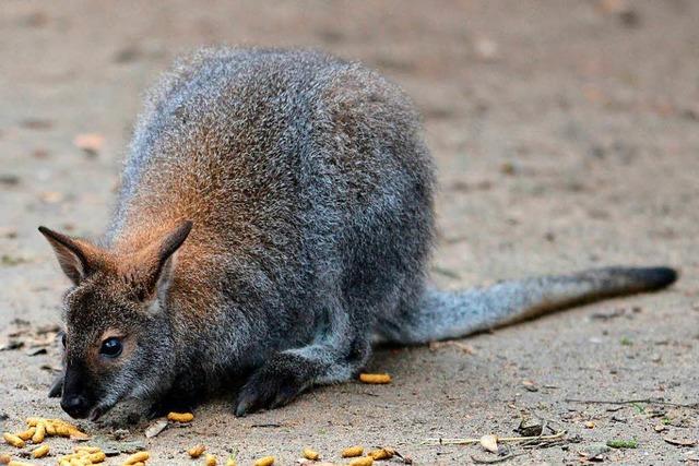 Das entlaufene Känguru hüpft immer noch durchs Bombacher Umland