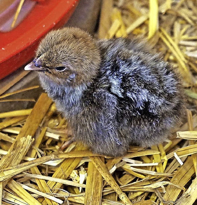 Die Kleinsten sind die Grten.  | Foto: Steckmeister